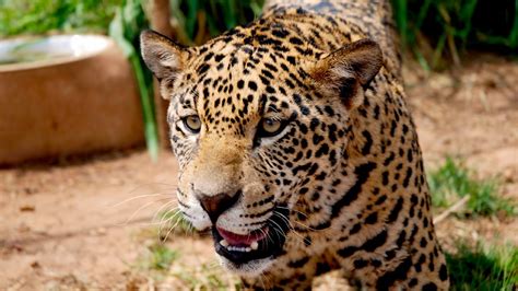  The Orphaned Jaguar!  A Story Whispering Through Time From the Colombian Jungles