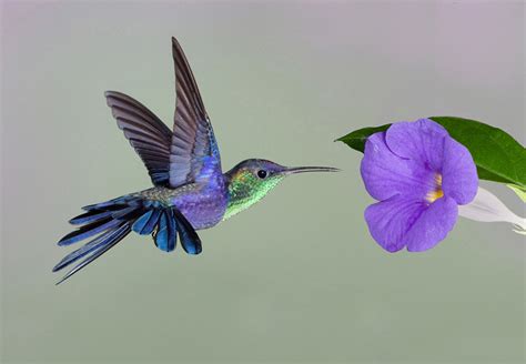  The Hummingbird and the Lizard: Chuyện về sự ganh đua giữa loài chim nhỏ và con thằn lằn!