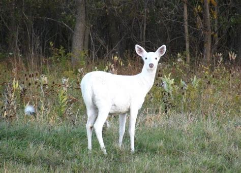 “The White Doe” - A Mystical Tale About Nature’s Wonder and Feminine Strength!