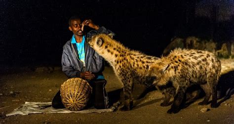  The Zebra Who Danced With Hyenas: A Glimpse into Ethiopian Folklore and Social Commentary